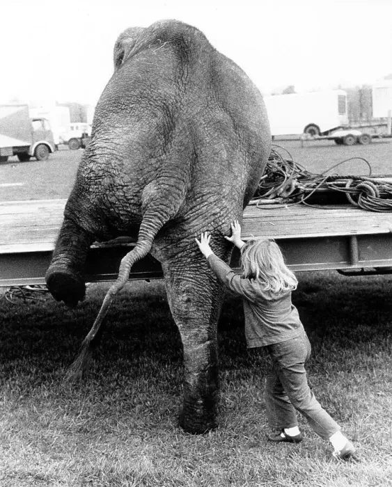 Framed Print : Girl pushes elephant, England, Great Britain Framed Print : Girl pushes elephant, England, Great Britain