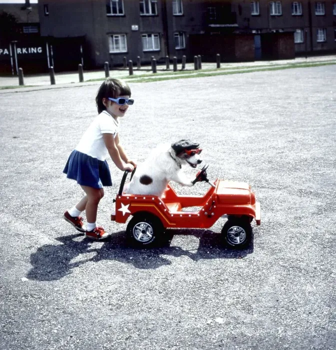 Framed Print : Girl pushes Jack Russell in toy car Framed Print : Girl pushes Jack Russell in toy car