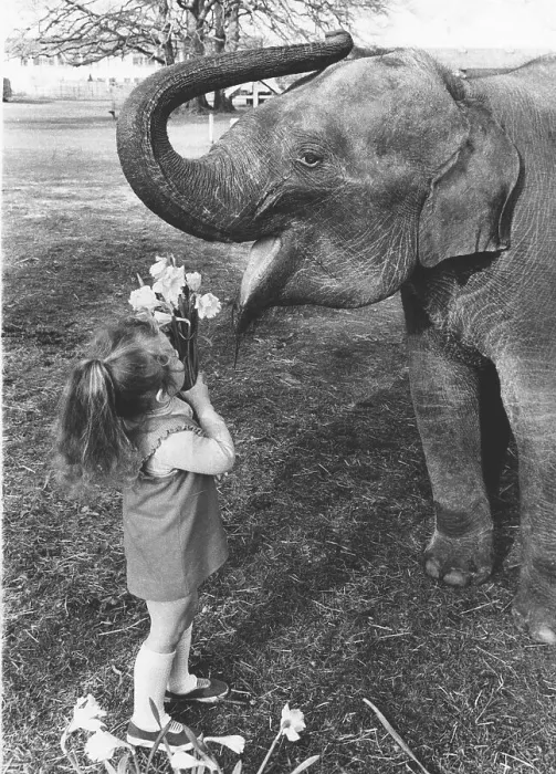 Framed Print : Girl shows flowers to an elephant Framed Print : Girl shows flowers to an elephant