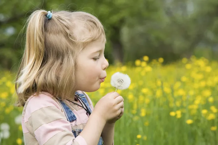 Framed Print : Girl sitting on a meadow holding a dandelion clock Framed Print : Girl sitting on a meadow holding a dandelion clock