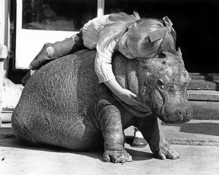 Framed Print : Girl sleeps on dwarf hippopotamus Framed Print : Girl sleeps on dwarf hippopotamus