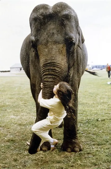 Framed Print : Girl swings at the elephant's trunk