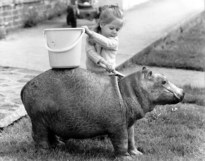 Framed Print : Girl washes a Pygmy Hippopotamus