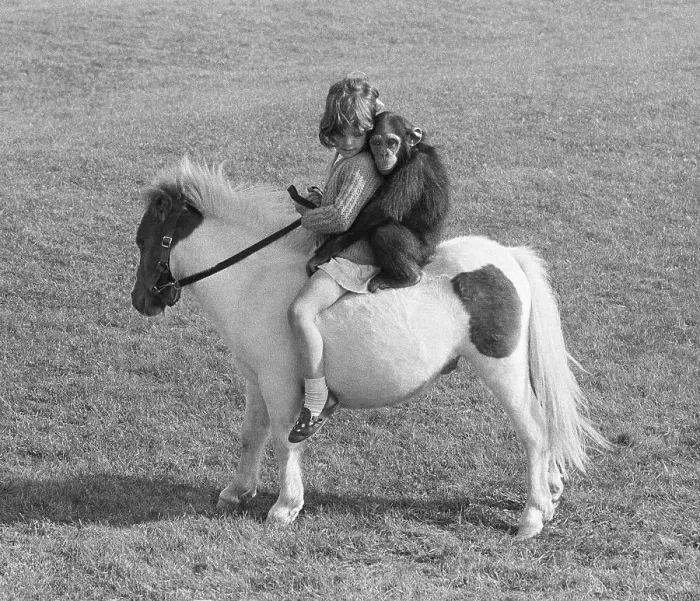 Framed Print : Girls and chimpanzees ride on a pony Framed Print : Girls and chimpanzees ride on a pony