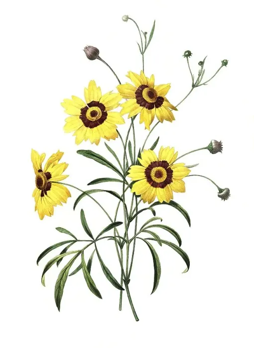 Framed Print : Girl's Eye, Coreopsis, also known as Beautiful Face