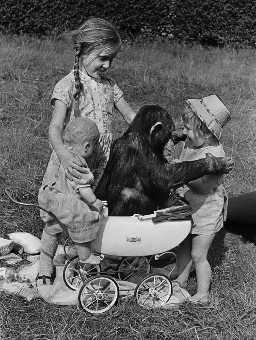 Framed Print : Girls play with chimpanzee in a stroller