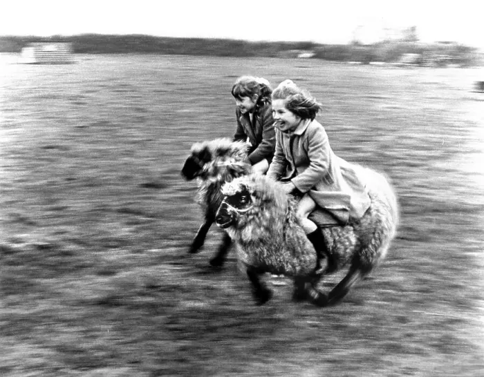 Framed Print : Two girls ride a race on sheep