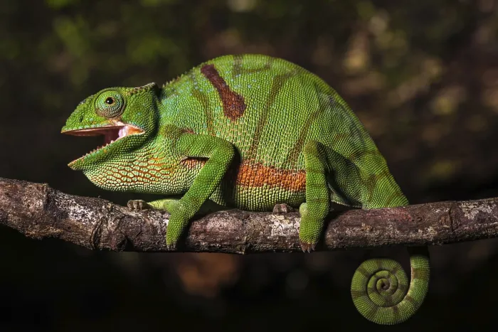Framed Print : Glam-rock chamaeleon (Furcifer timoni) female on branch