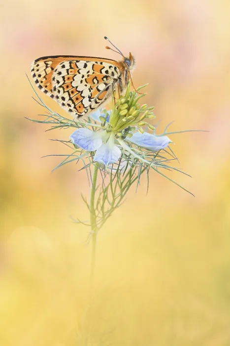 Framed Print : Glanville Fritillary (Melitaea cinxia) butterfly on flower Framed Print : Glanville Fritillary (Melitaea cinxia) butterfly on flower