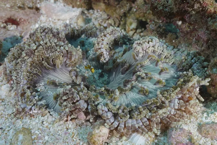 Framed Print : Glass bead anemone (Heteractis aurora)