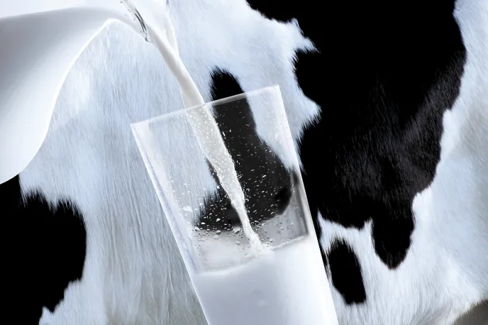 Framed Print : Glass of fresh milk being poured in front of a cow Framed Print : Glass of fresh milk being poured in front of a cow