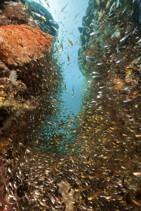 Framed Print : Glassfish in coral reef, Parapriacanthus ransonneti