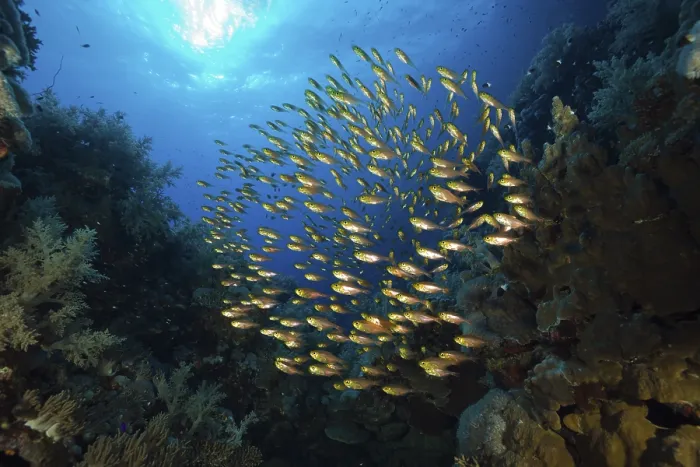Framed Print : Glassfish in a school, Parapriacanthus Framed Print : Glassfish in a school, Parapriacanthus