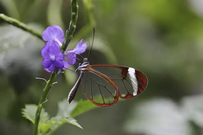 Framed Print : Glasswinged butterfly (Greta oto) on a flower Framed Print : Glasswinged butterfly (Greta oto) on a flower