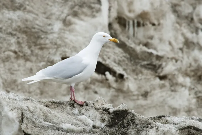 Framed Print : Glaucous Gull (Larus hyperboreus)