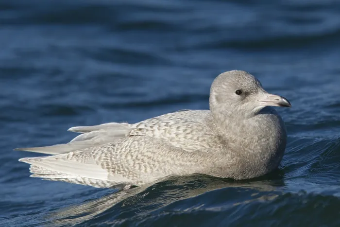 Framed Print : Glaucous Gull (Larus hyperboreus) Framed Print : Glaucous Gull (Larus hyperboreus)