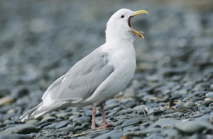 Framed Print : Glaucous-winged Gull (Larus glaucescens) Framed Print : Glaucous-winged Gull (Larus glaucescens)