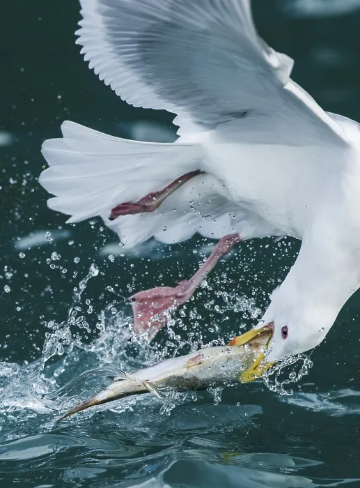Framed Print : Glaucous-winged Gull (Larus glaucescens) catching fish in flight