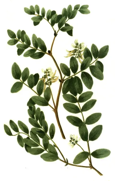 Framed Print : Glaux vulgaris, and Astragalus luteus perennis