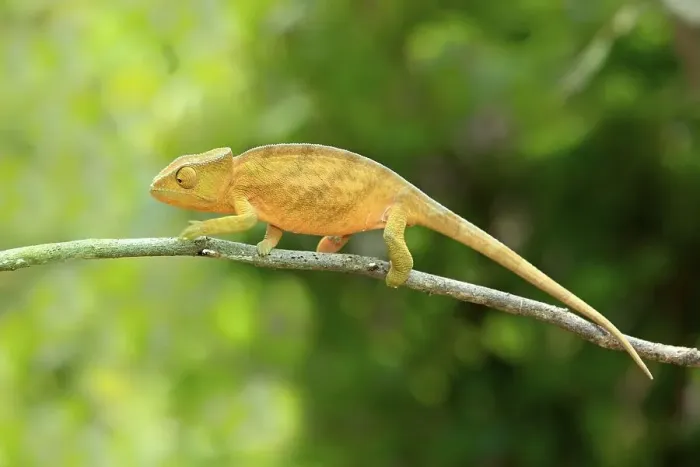 Framed Print : Globe-horned Chameleon (Calumma globifer)