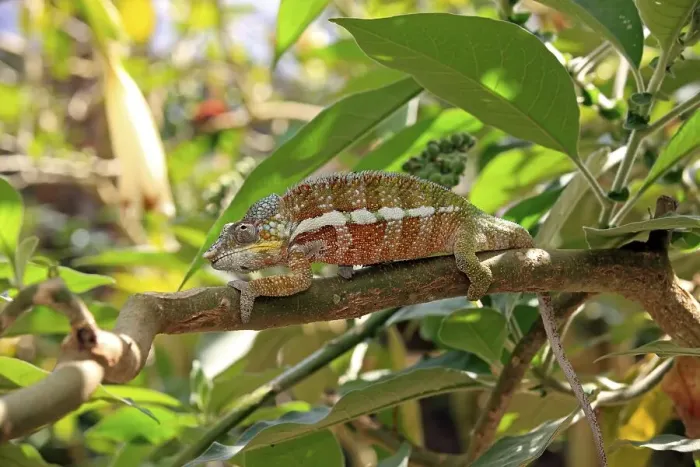 Framed Print : Globe-horned Chameleon (Calumma globifer)