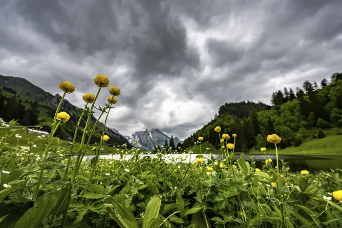 Framed Print : Globeflowers (Trollius europaeus) on a mountain meadow with Groeppelensee and Altmanngipfel in the background