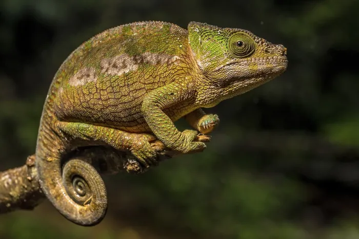 Framed Print : Globifer chameleon (Calumma chunkier)
