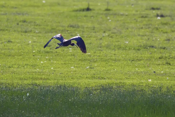 Framed Print : Glossy Ibis in Flight (Plegadis falcinellus)