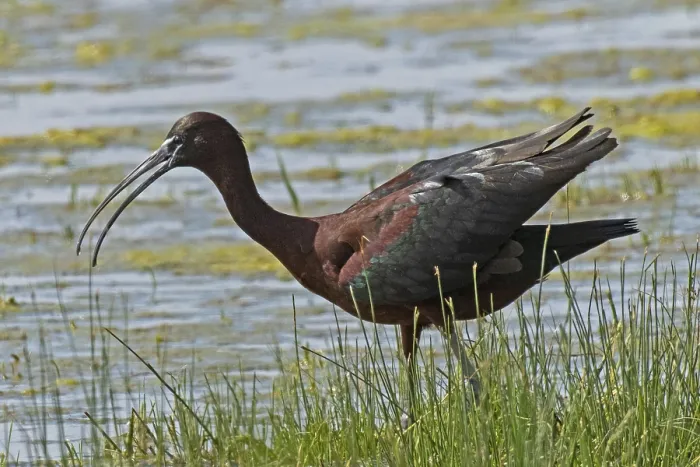 Framed Print : Glossy ibis with open beak and open wings standing in water looking left