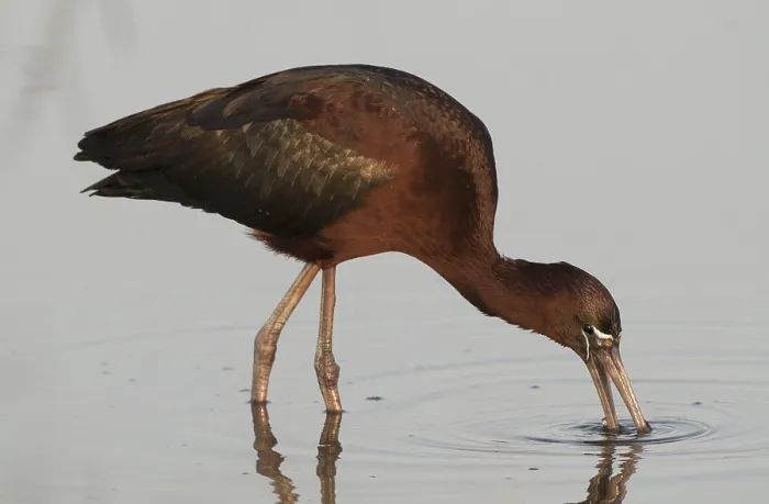 Framed Print : Glossy Ibis (Plegadis falcinellus) Framed Print : Glossy Ibis (Plegadis falcinellus)