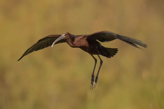 Framed Print : Glossy ibis (Plegadis falcinellus) Framed Print : Glossy ibis (Plegadis falcinellus)