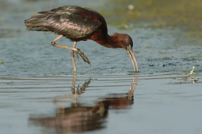 Framed Print : Glossy Ibis (Plegadis falcinellus) adult