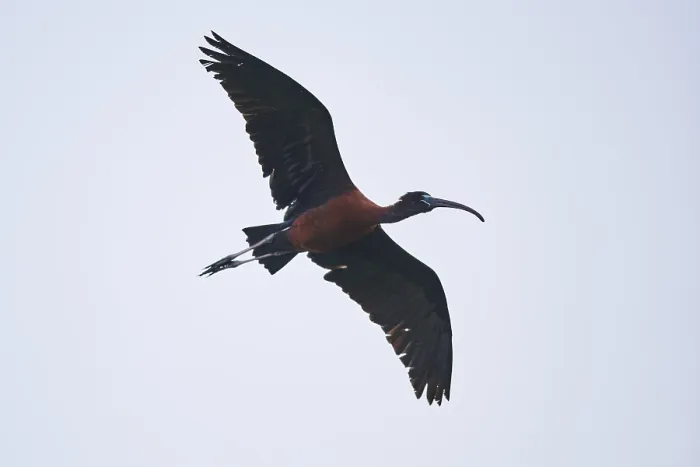 Framed Print : Glossy ibis (Plegadis falcinellus) flying in the sky