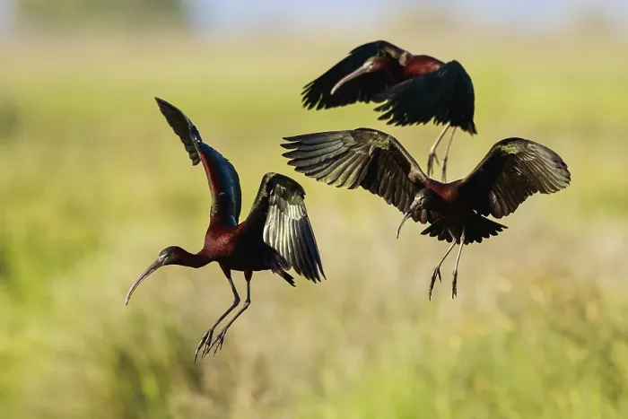 Framed Print : Glossy Ibis (Plegadis falcinellus) group approaching