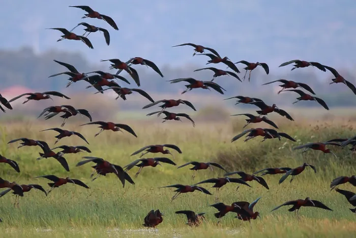 Framed Print : Glossy Ibis (Plegadis falcinellus) group flying