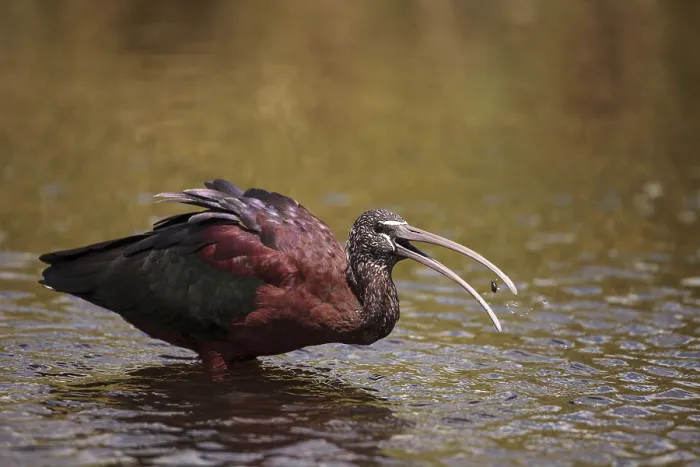 Framed Print : Glossy ibis Plegadis falcinellus wades through a marsh and forages for food in the Myakka River in Sarasota