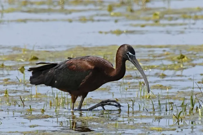 Framed Print : Glossy ibis walking in water looking right Framed Print : Glossy ibis walking in water looking right
