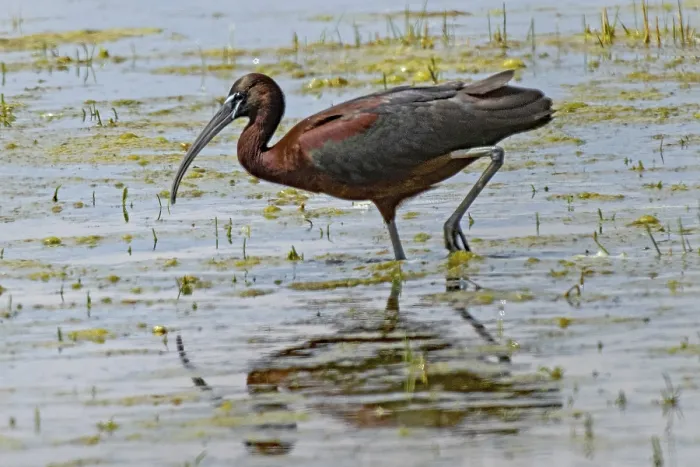 Framed Print : Glossy ibis in water with reflection standing looking left
