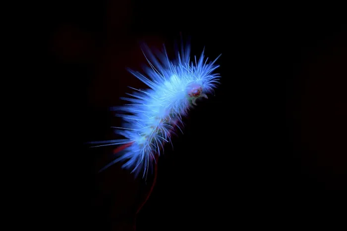 Framed Print : Glowing blue caterpillar on a dark background creating a vibrant contrast