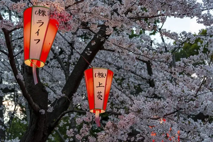 Framed Print : Glowing lanterns in blossoming cherry trees at Hanami Festival in spring