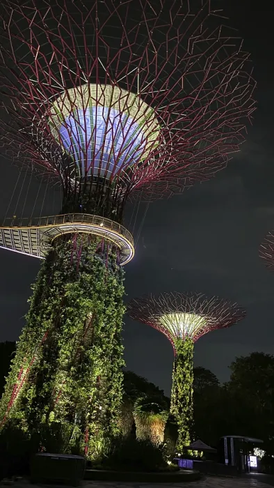 Framed Print : Glowing supertrees at night with dense vegetation and fine lighting