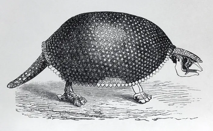 Framed Print : Glyptodon (Glyptodon clavipes)