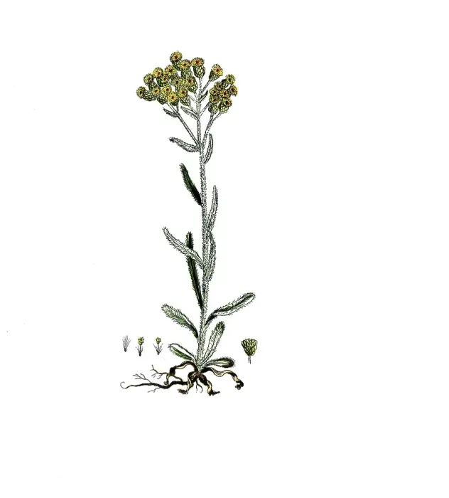 Framed Print : Gnaphalium arenarium, Helichrysum arenarium