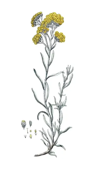 Framed Print : Gnaphalium stoechas, Helichrysum stoechas