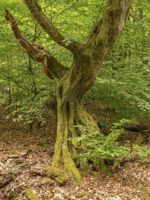 Framed Print : Gnarled, bent tree trunk in the Sababurg primeval forest