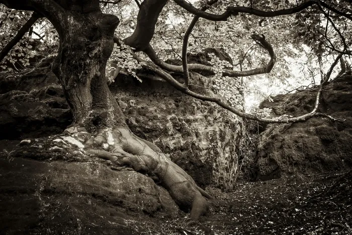 Framed Print : Gnarled European Beech (Fagus sylvatica) growing on a rock Framed Print : Gnarled European Beech (Fagus sylvatica) growing on a rock