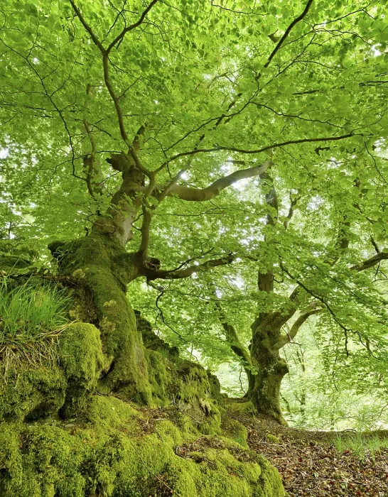 Framed Print : Gnarled old beech trees with moss-covered roots
