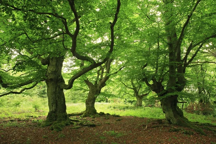 Framed Print : Gnarled old beech trees in spring Framed Print : Gnarled old beech trees in spring
