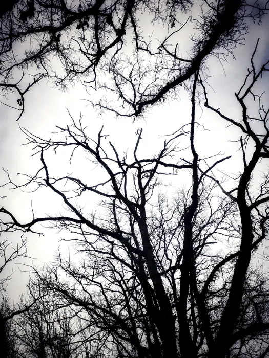 Framed Print : Gnarled tree branches stretch upwards