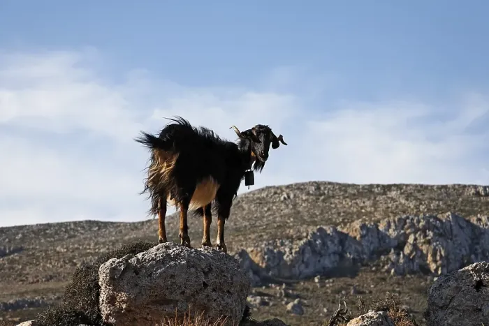 Framed Print : Goat with bell, eastern Crete, Greece, Europe